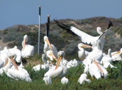 Central
Coast Outdoors Pacific Coast Wildlife Tour