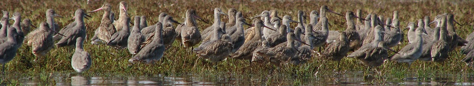 Birdwatching by Kayak - Private