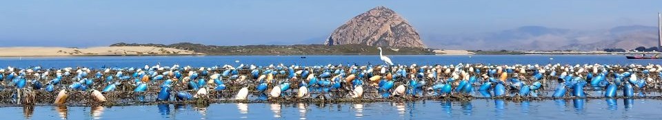 Oyster Farm and Tasting - NEW