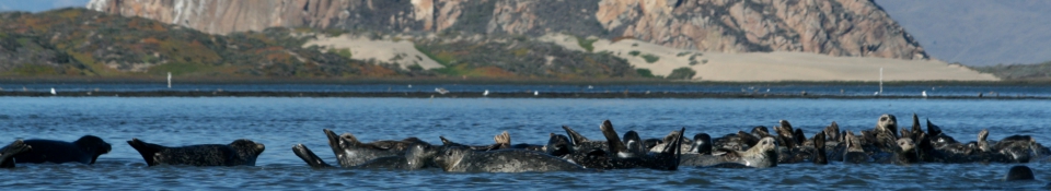 Kayaking: Morro Bay Short Paddle (Family Friendly)