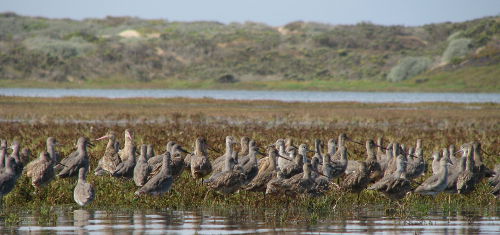 Morro Bay Birds