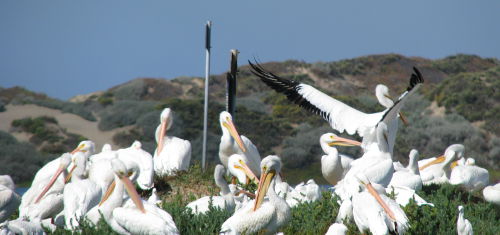 Morro Bay Pelicans