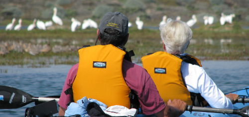 Morro Bay Birdwatching