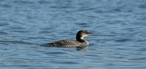 Morro Bay Bird in Water