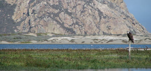 Morro Bay Estuary