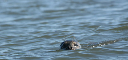 Morro Bay Otter