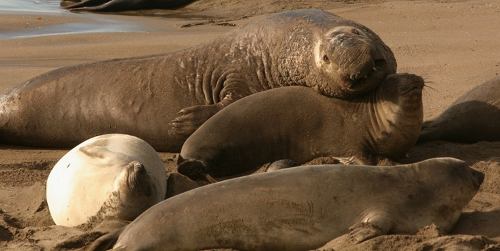 Elephant Seals