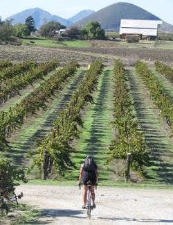 Biker in Vineyard